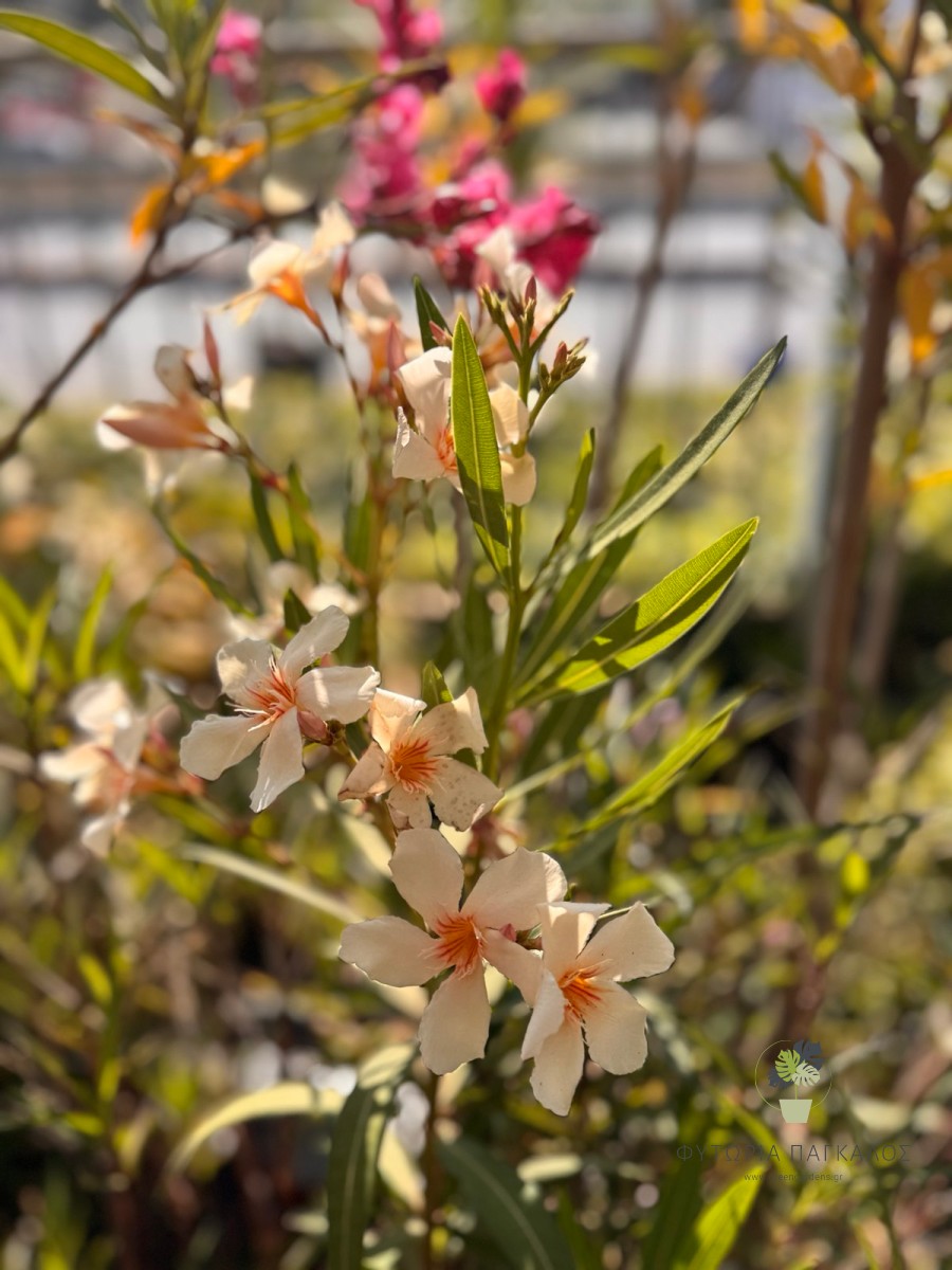 Πικροδάφνη – Nerium oleander Κλασικό Φυτό για Φράκτες με χρώμα - 1